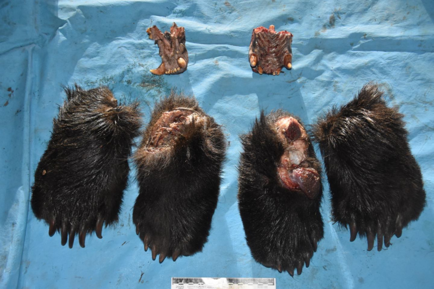 Хүрэн баавгай  хууль бусаар агнасан иргэнд 5,400,000 төгрөгөөр торгох ял оногдуулжээ